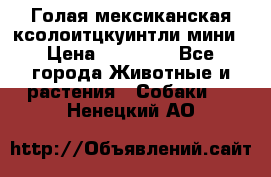 Голая мексиканская ксолоитцкуинтли мини › Цена ­ 20 000 - Все города Животные и растения » Собаки   . Ненецкий АО